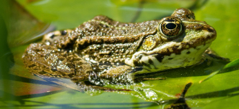 양서류 반려동물의 생태와 특성 정리