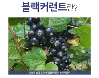 블랙커런트 재배 전정 관리 통풍 확보 병해 줄이기_3