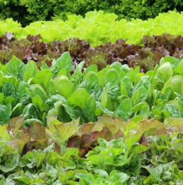 지방간에 좋은 음식 10 영양제 식단