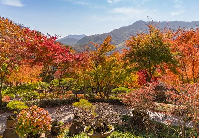화담숲 가을 단풍