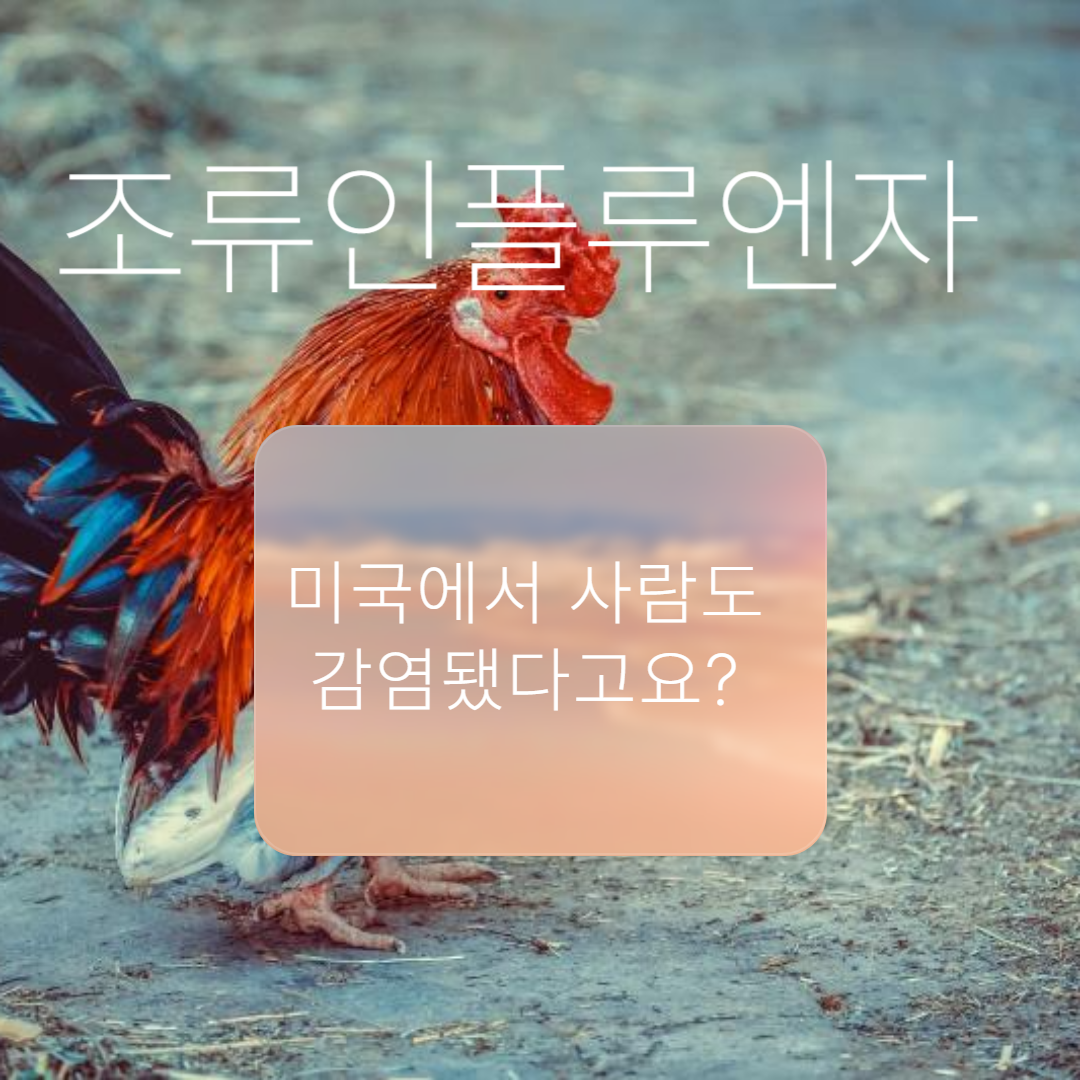 조류독감