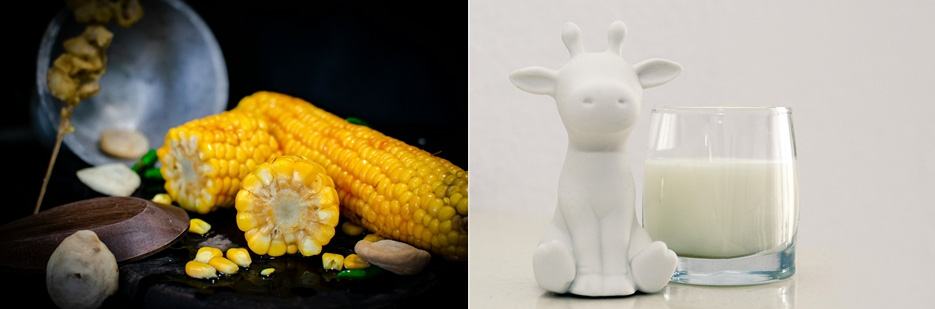 왼쪽은 통옥수수 1개와 반으로 자른 옥수수 2개를 두고, 옆에는 동그랗고 갈색의 접시를 엎어 두었고, 뒤에는 짙은 하늘색의 그릇을 세워놓고 찍은 사진이고, 오른쪽은 우유를 투명한 유리컵에 반쯤 담아서 소 모양의 인형과 함께 찍은 사진