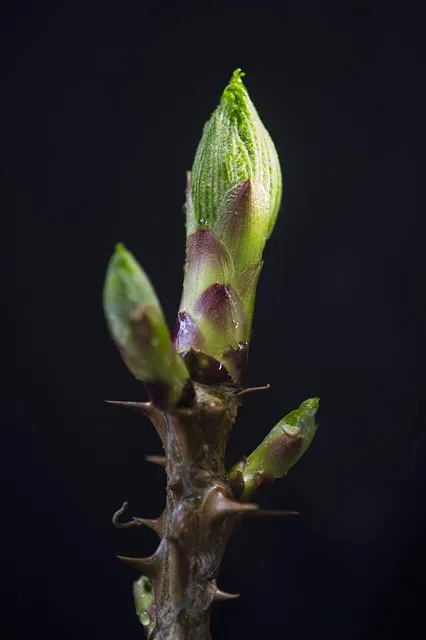 곤약 재배 모판 만들기 습도 관리 알맞은 그늘_6