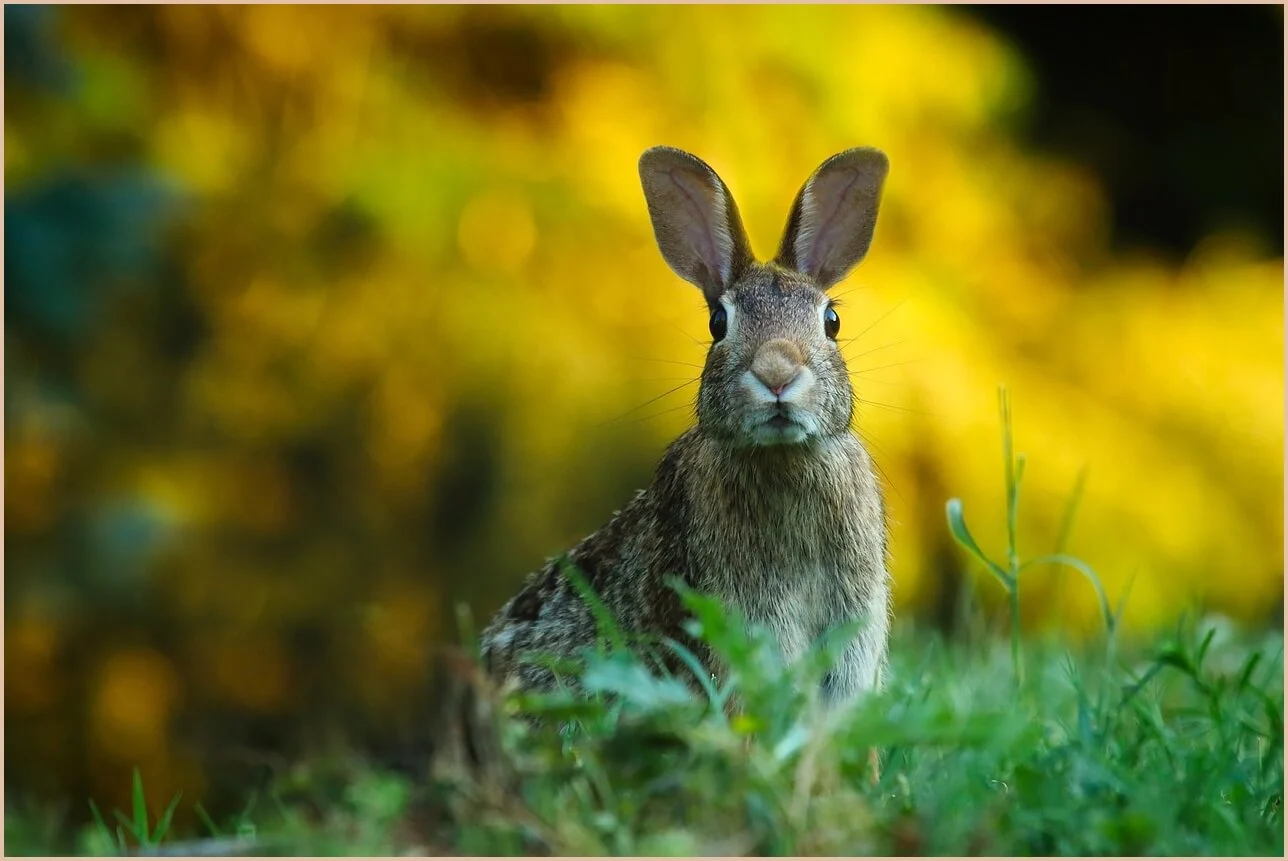 기업은행 정기예금 금리
