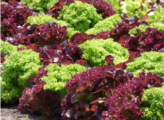 수박값이 3만 원? 폭염에 오른 과일값&amp;#44; 대체 뭐가 문제일까?