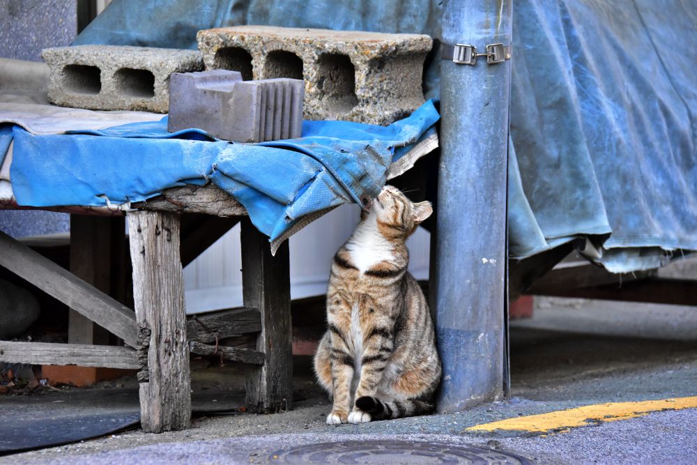 서감마을에서 본 고양이
