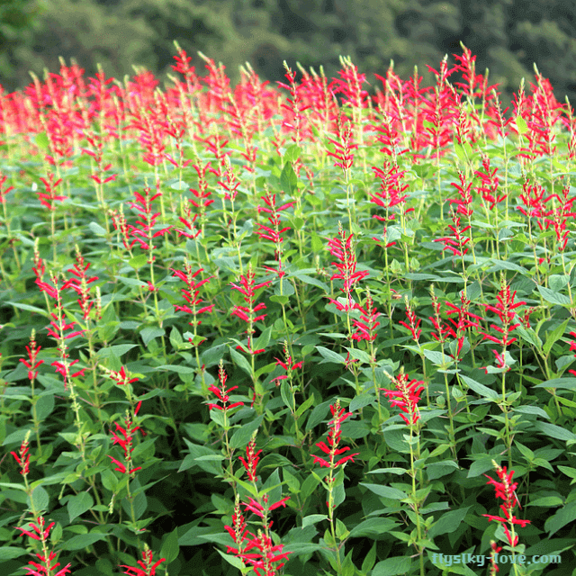우울증에 도움이 되는 파인애플 세이지