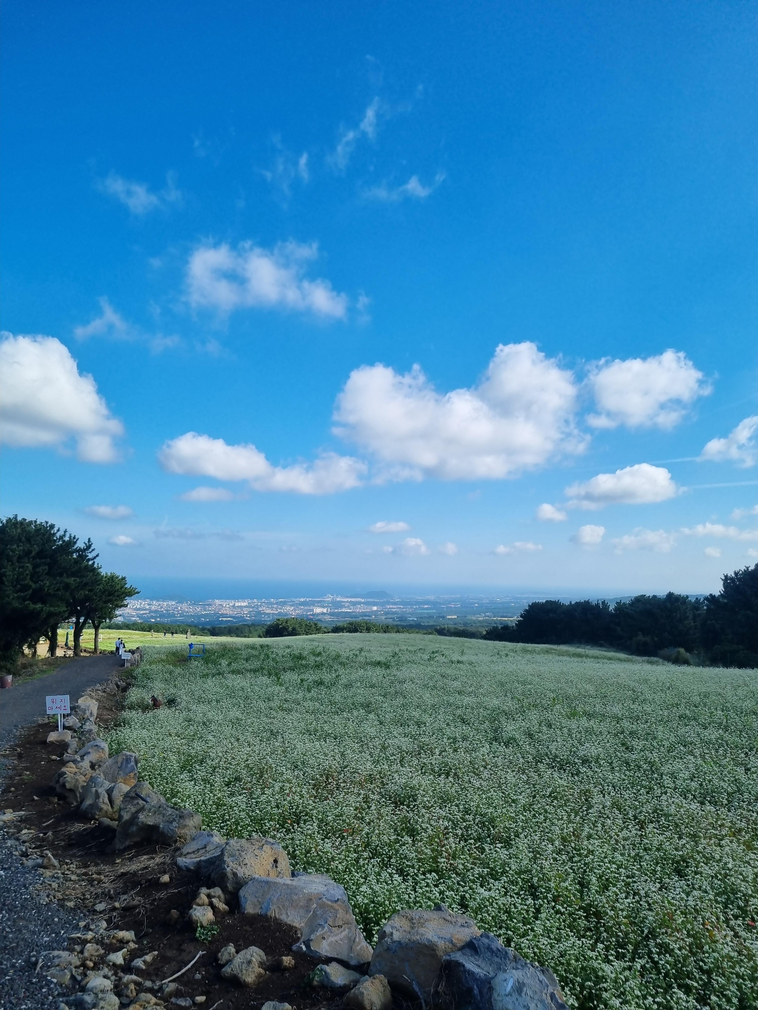 오라동 메밀꽃밭