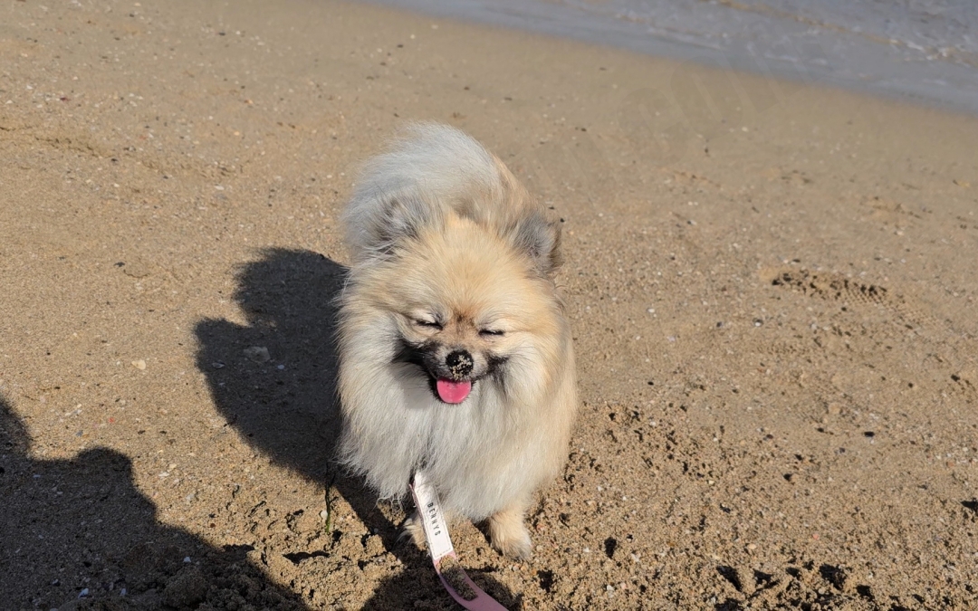 송정해수욕장에서 강아지