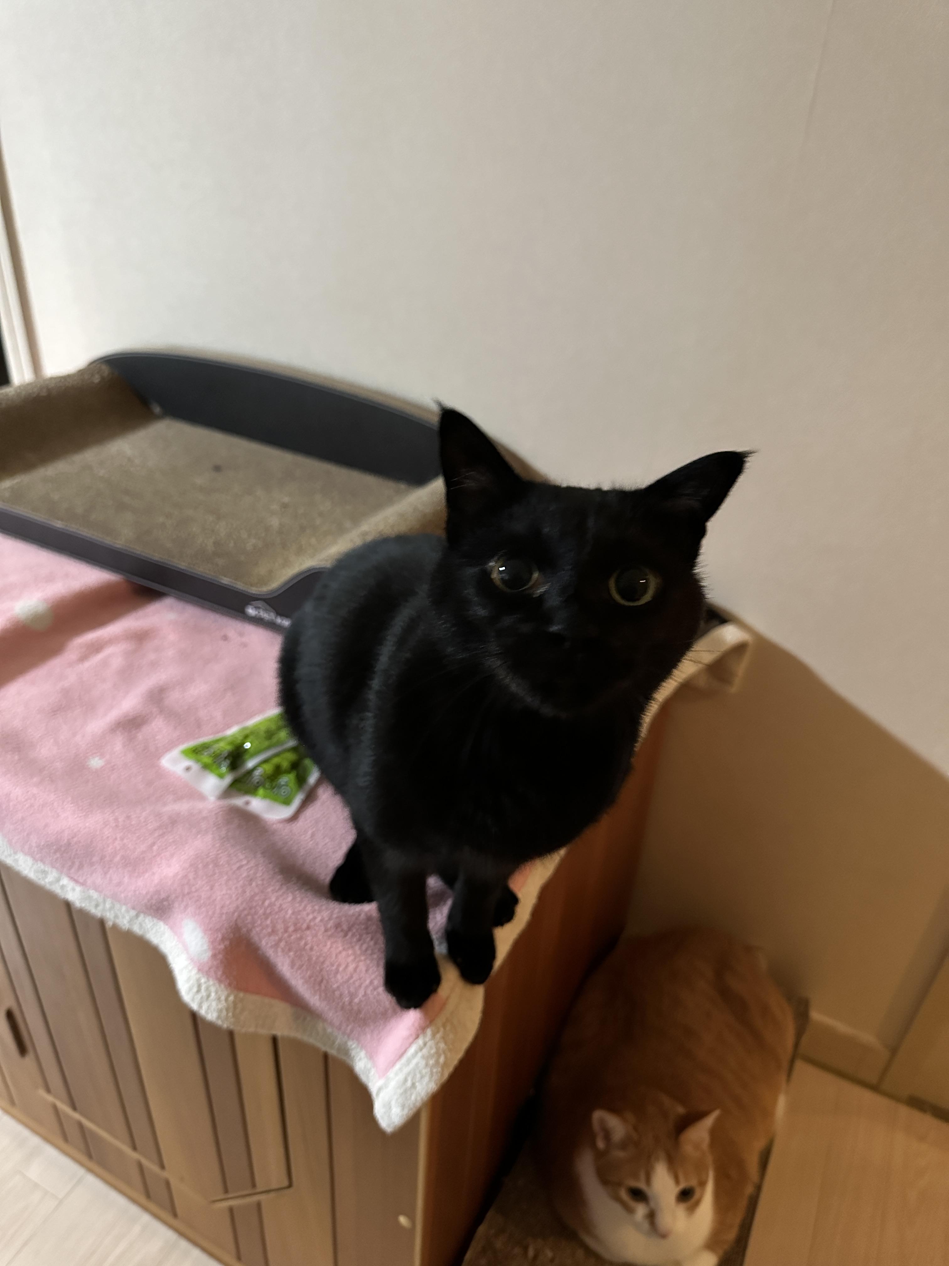 이쁜_올블랙고양이_건이