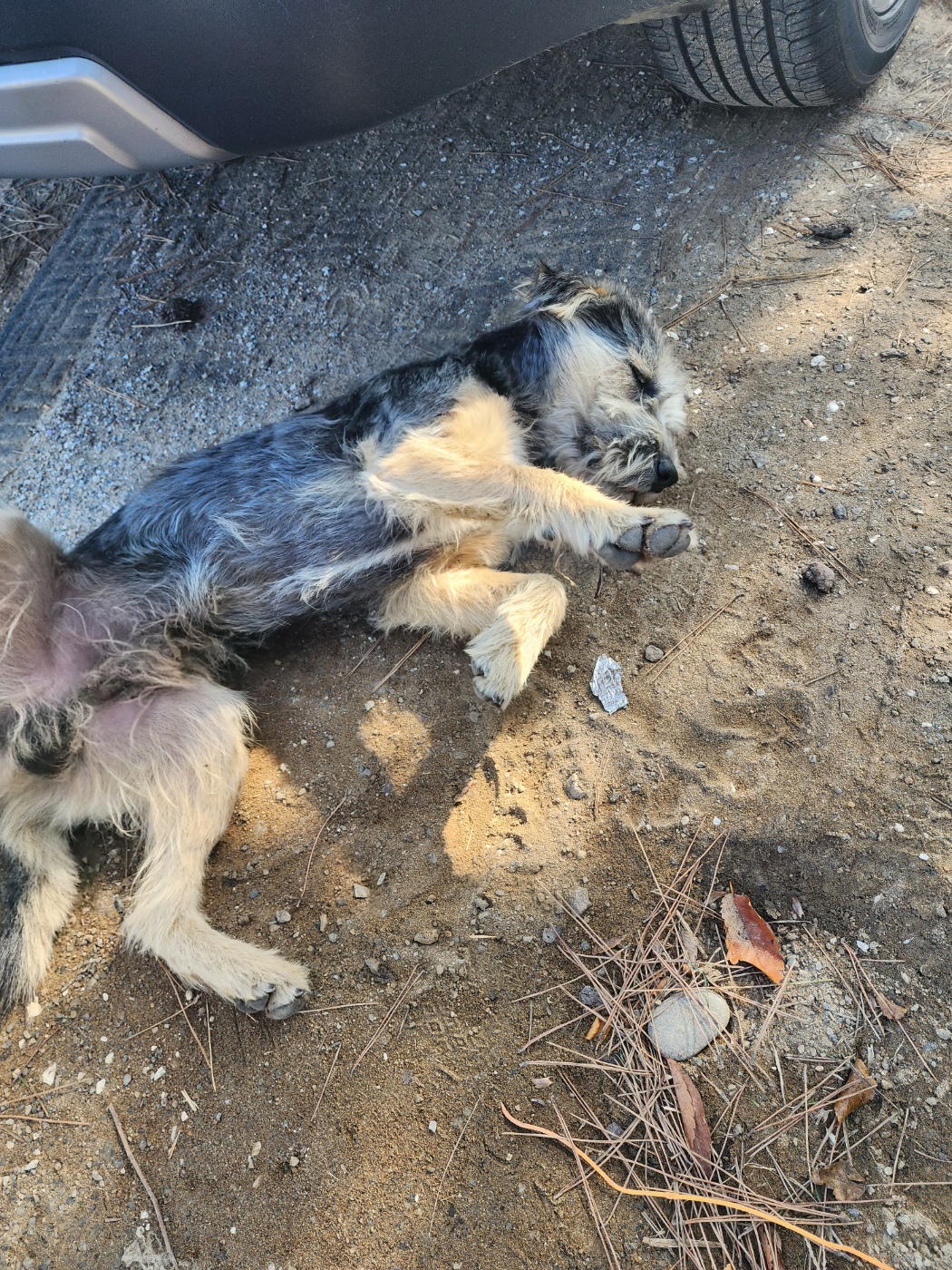 누워있는 강아지 사진