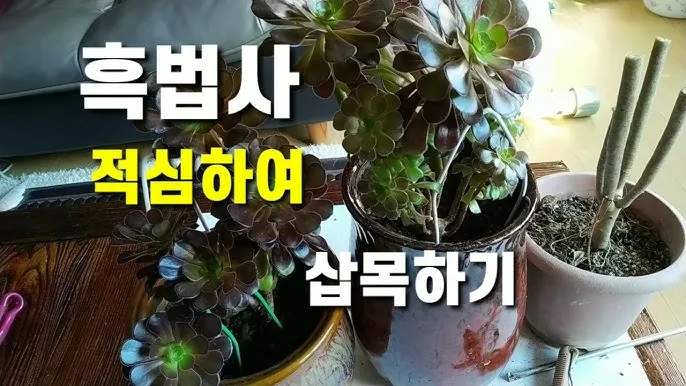 "다육이