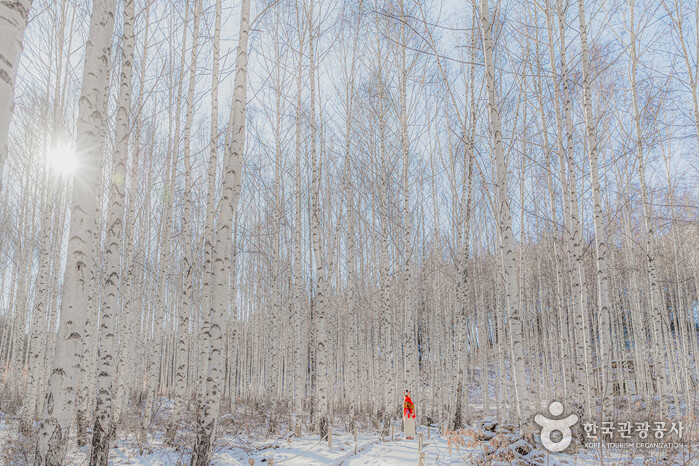12월 강원도 여행지 인제 평창 정선 태백 영월 동해