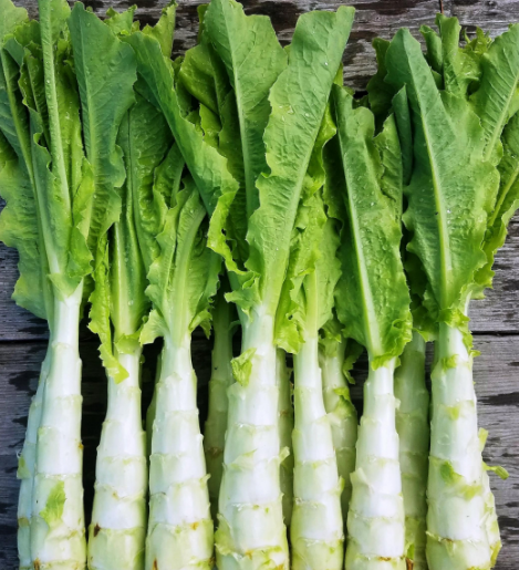 궁채 효능 부작용 나물 고르는법 칼로리