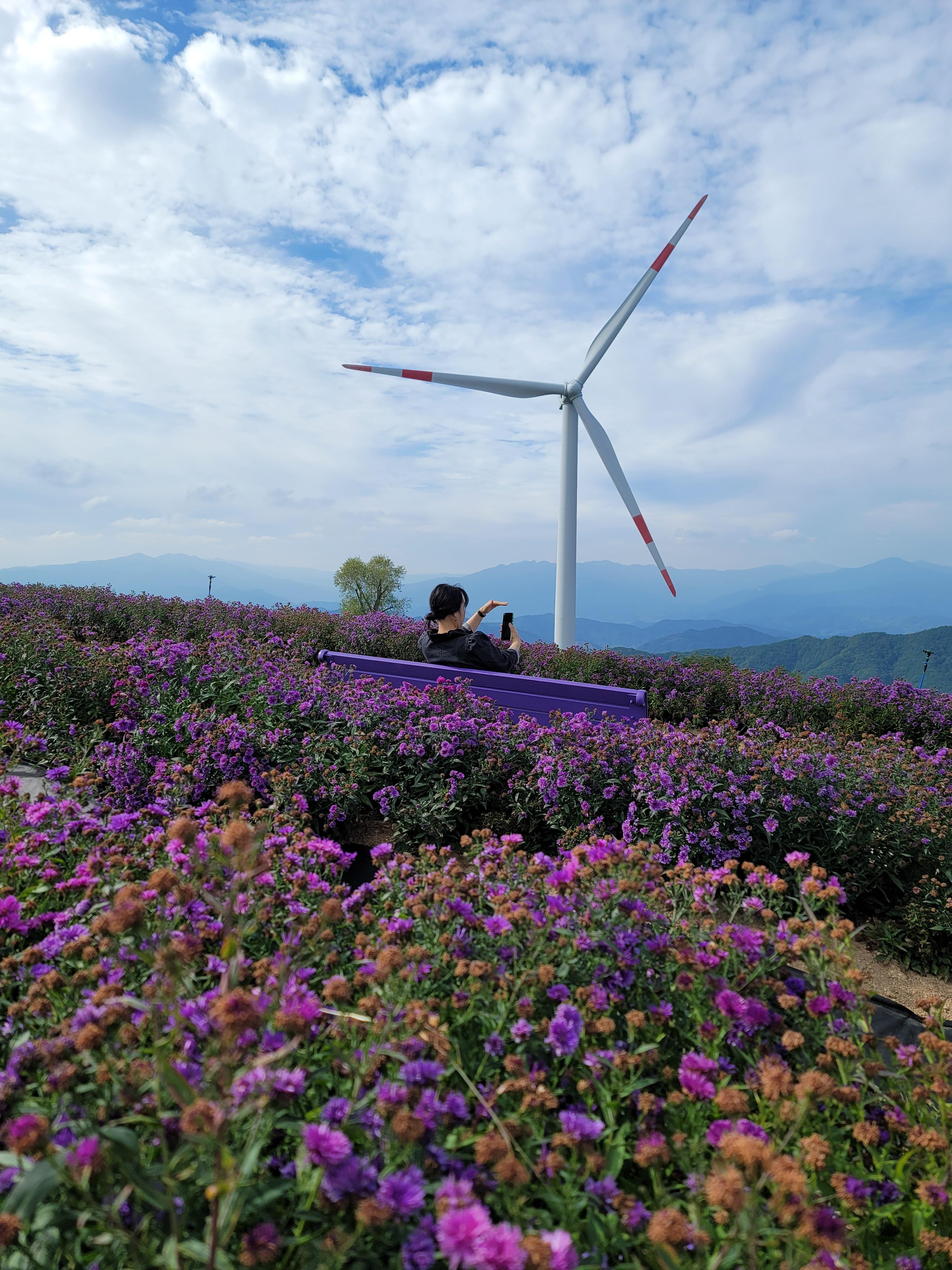 거창 아스타국화와 풍력발전 모습