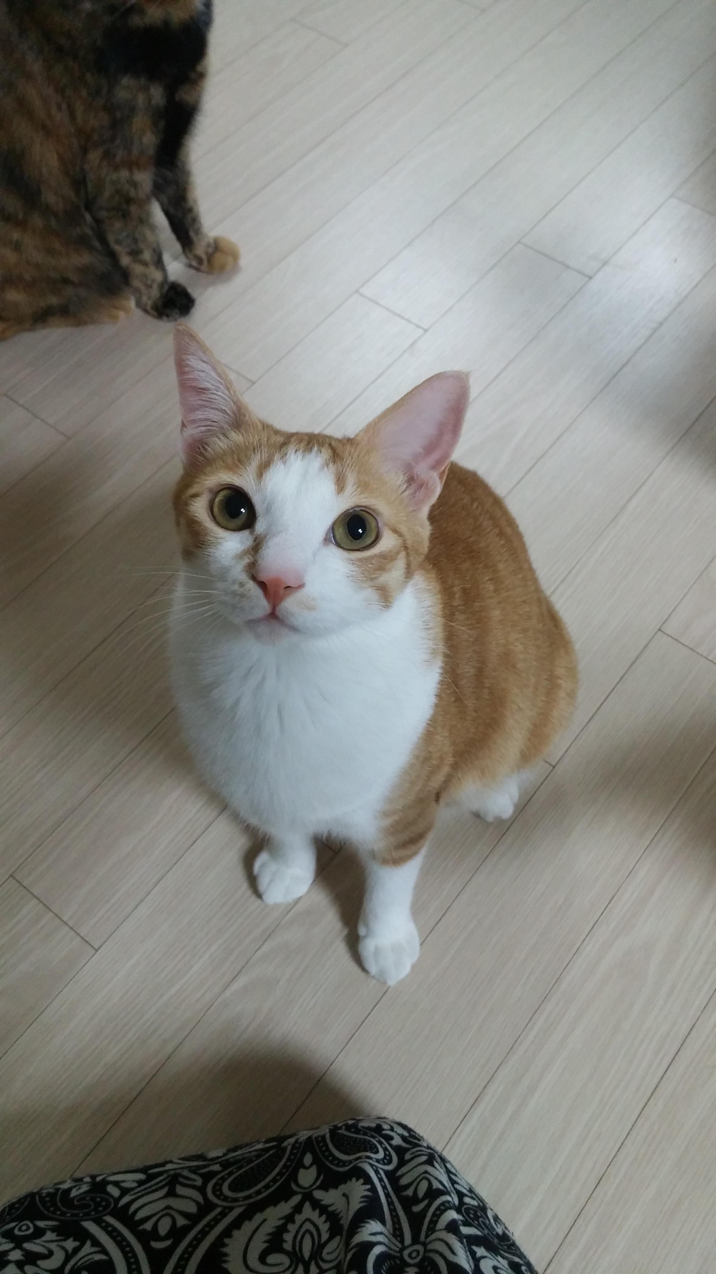 고양이 허피스 바이러스