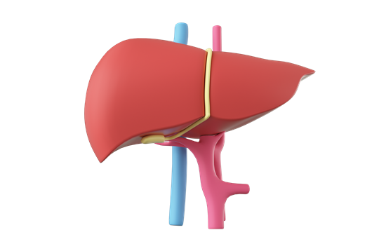 간수치가 높으면 나타나는 증상