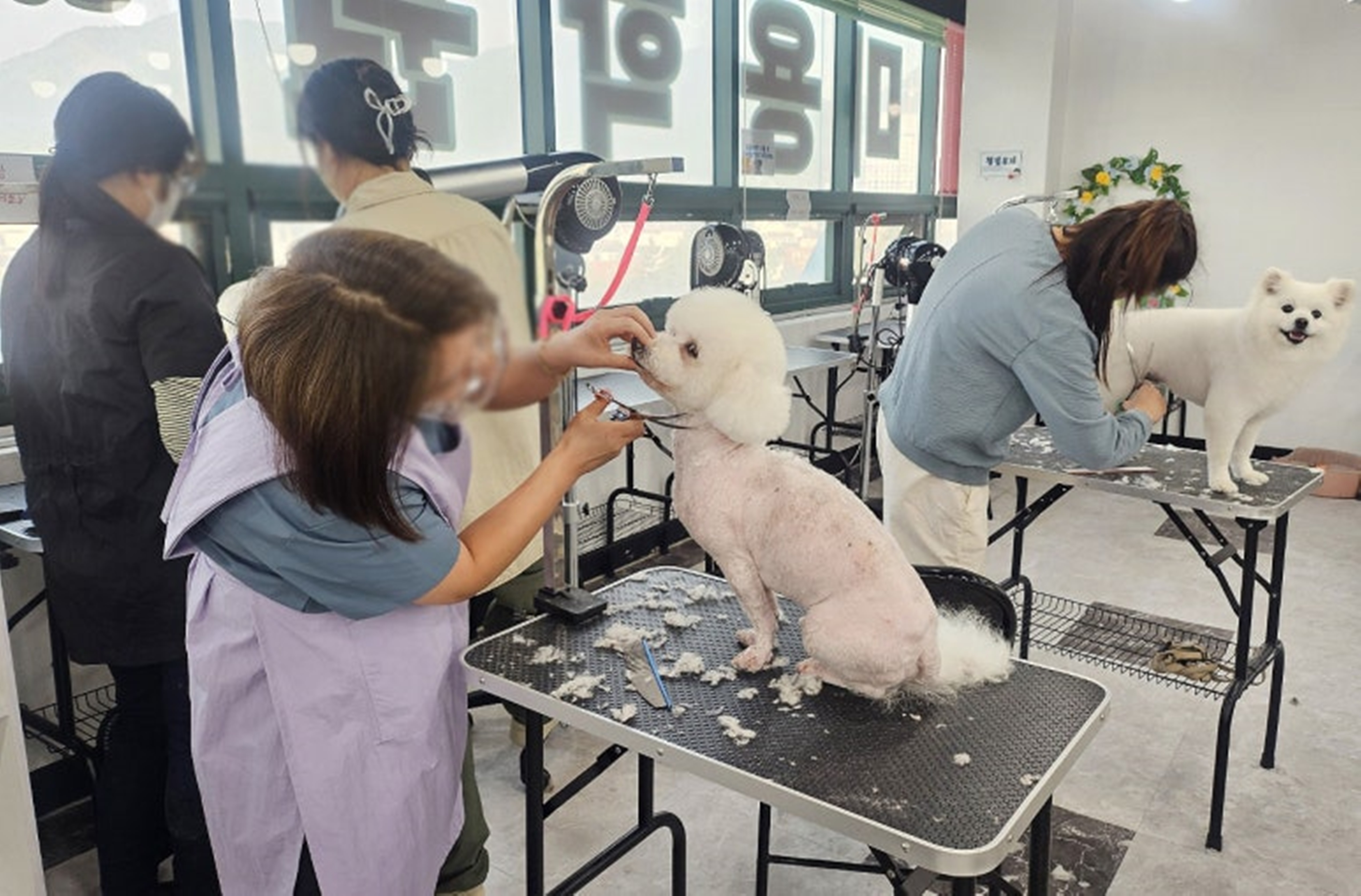 여수애견미용