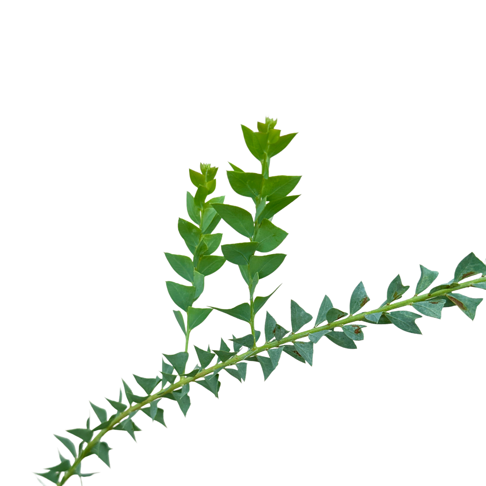 삼각잎 아카시아 키우기