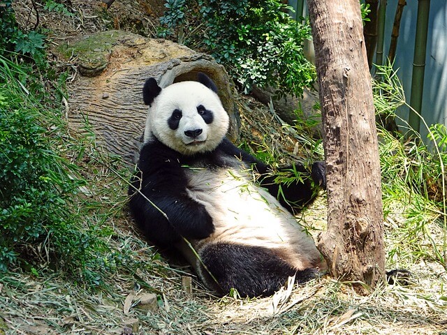 푸바오 