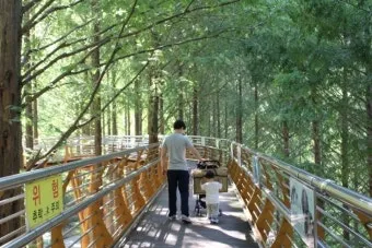 5월 대전 꼭 가볼 만한 여행지 화려한 장미꽃으로 물든 한밭수목원_9