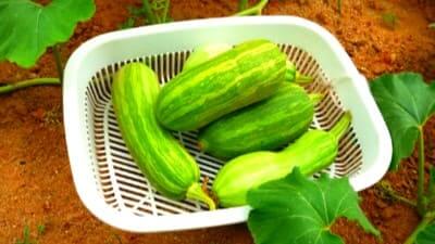 애호박-호박잎-수확