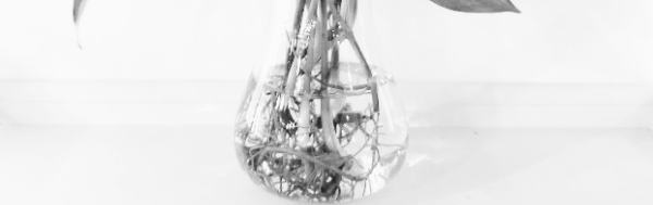 스킨답서스 키우는법: 수경재배