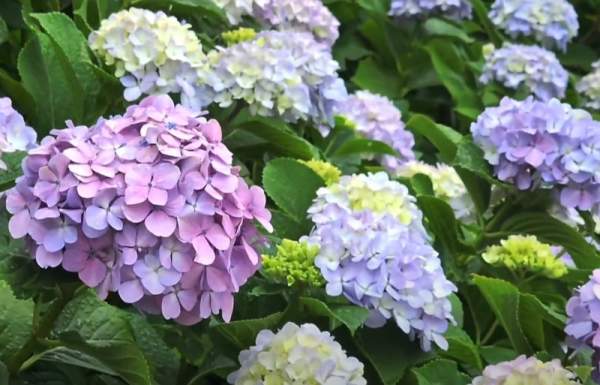 7월 국내 꽃축제 총정리