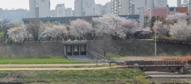 서울 벚꽃 명소 추천 베스트10 여의도 윤중로 석촌호수 서울숲 경희대학교 캠퍼스 남산공원 & 남산도서관 앞 창경궁 양재천 북서울 꿈의숲 안양천 벚꽃길 한성대입구 낙산공원