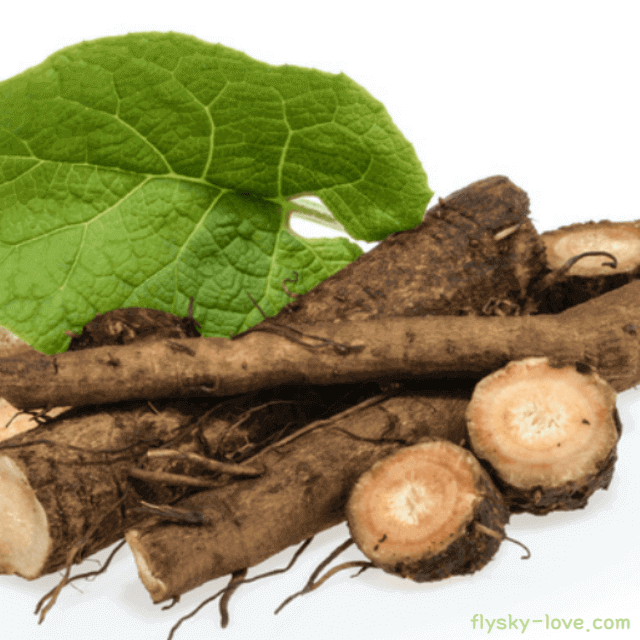 우엉의 특징 효능 부작용 및 주의사항