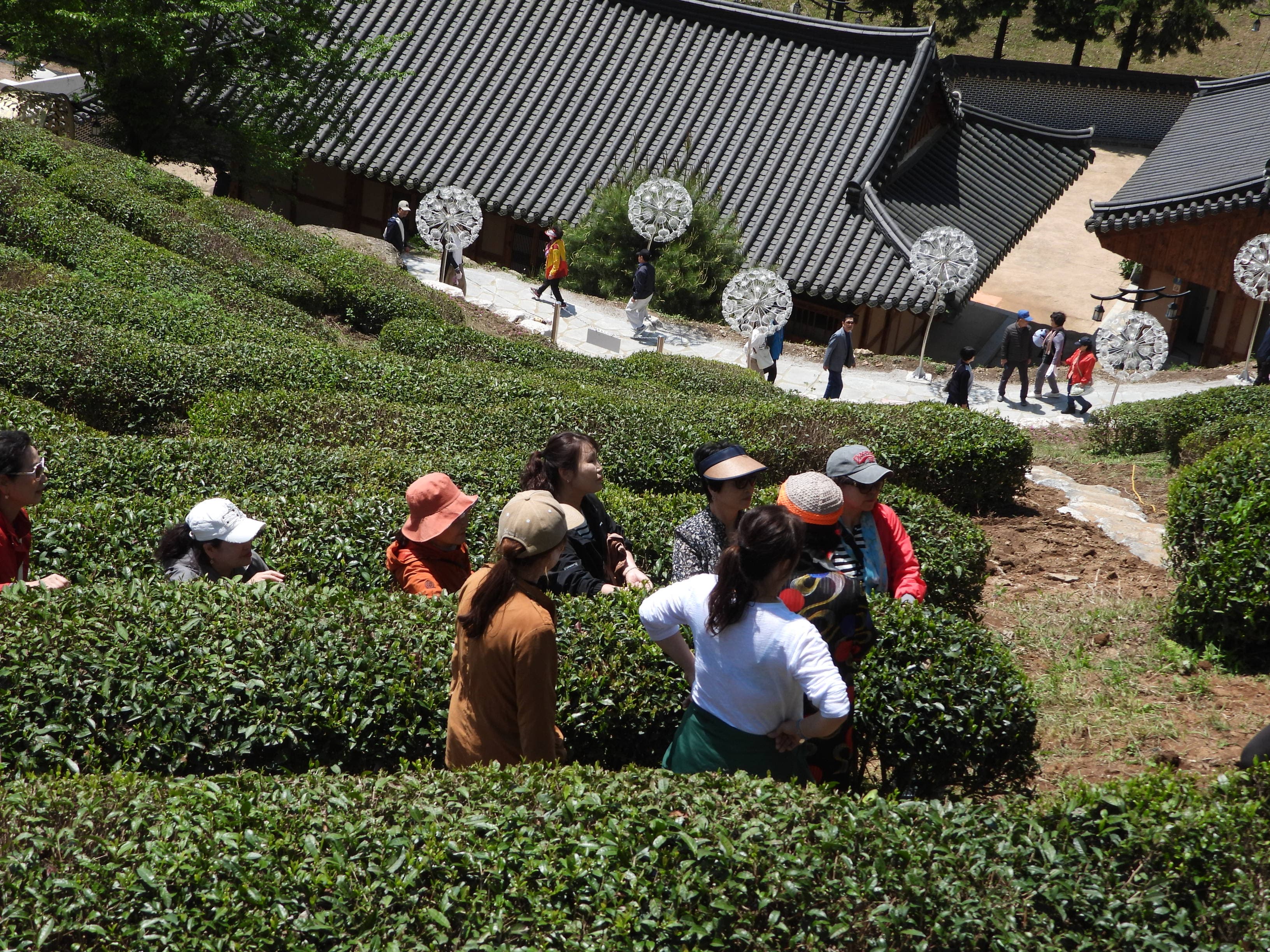 [5월 축제]2025 보성다향대축제❘기간, 일정, 프로그램 예약 방법, 추천코스, 셔틀 정보