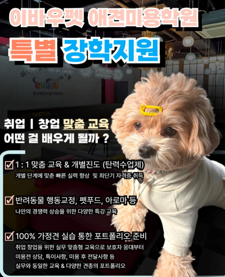 대구이바우펫