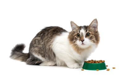 음식을 먹는 고양이.