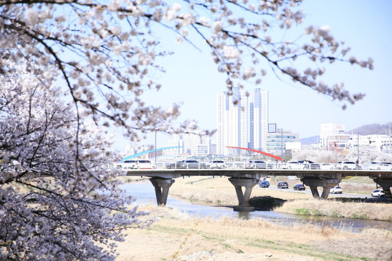 청주 무심천변 벚꽃 개화시기 ,관광 꿀팁, 길안내
