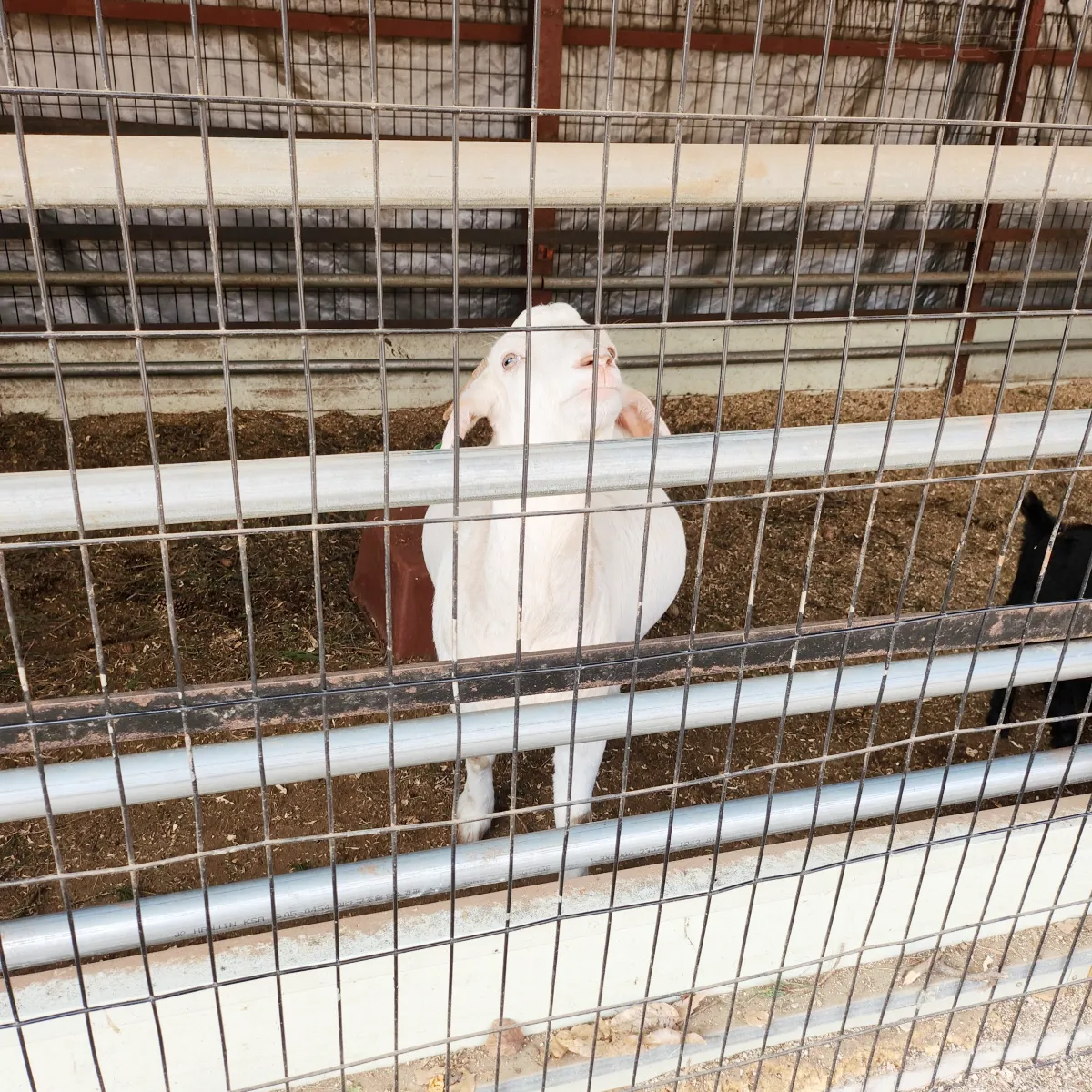 남양주-덕소-자연사박물관-염소