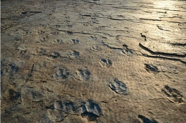 공룡발자국 화석