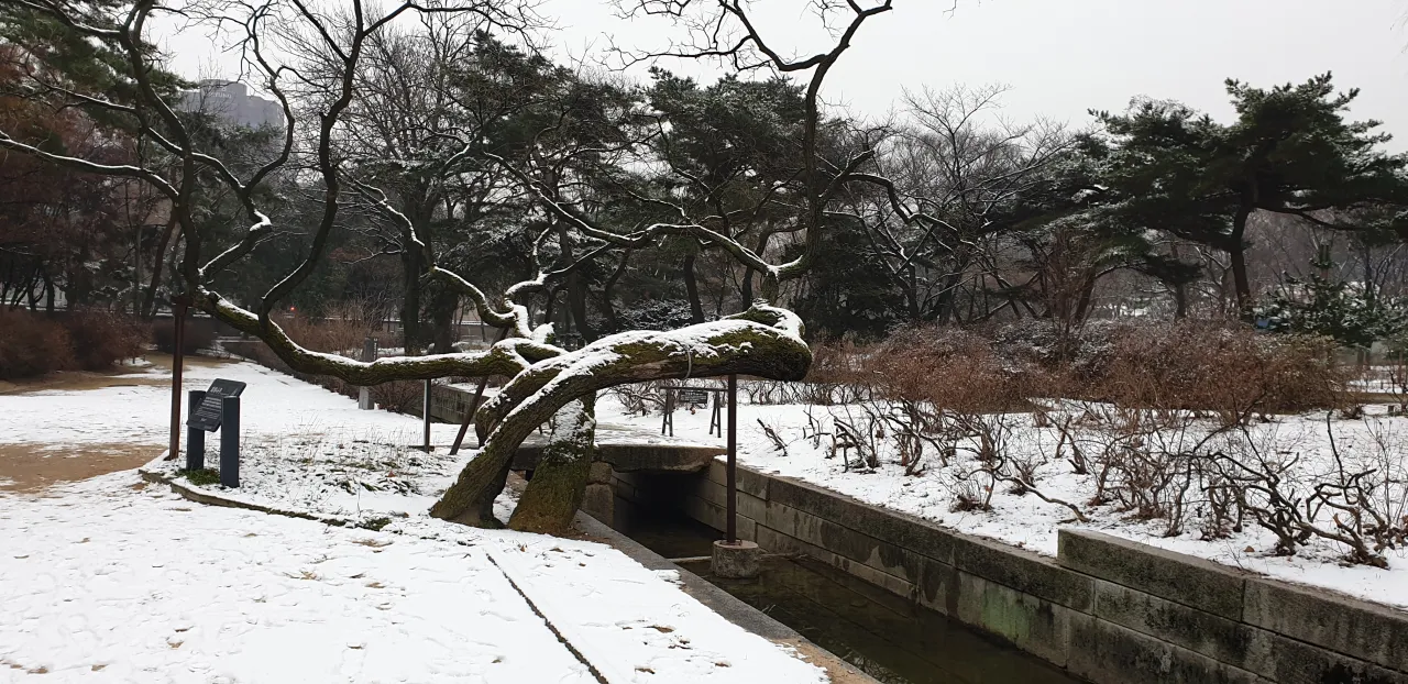 창경궁-눈쌓인-길-휘어진-소나무