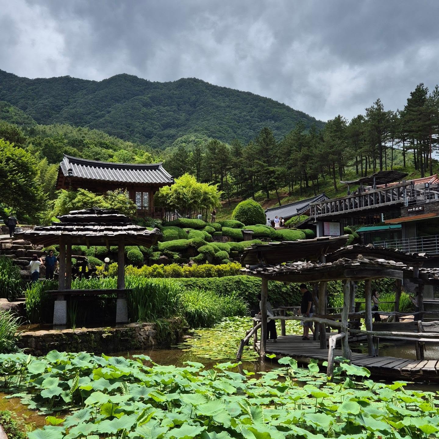 산청 수선사 연꽃 만개