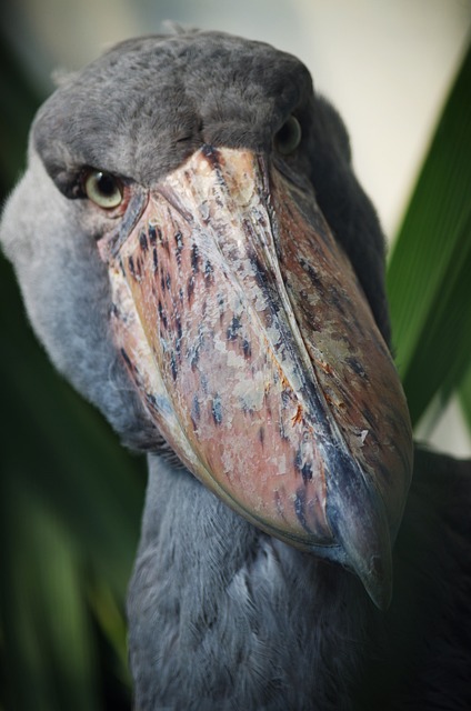 공룡 조류 조상