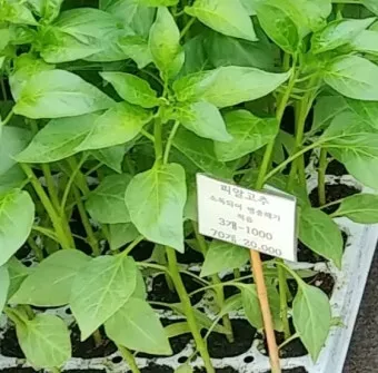 모종 고르는 법 줄기 굵기 잎색 뿌리상태 병해 흔적 확인_4