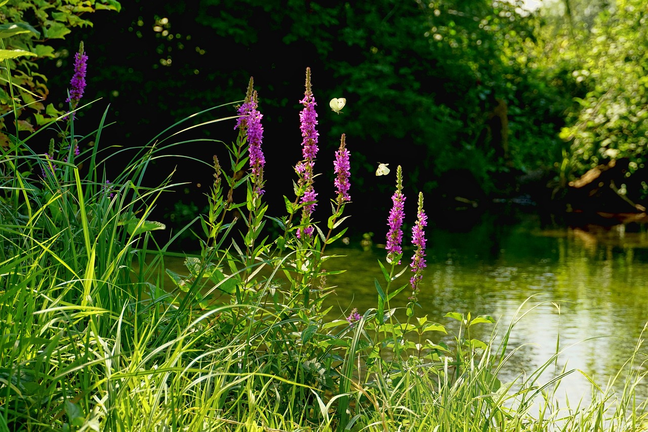 숨겨진 봄꽃 군락지 탐방 – 자연이 빚어낸 봄의 마법