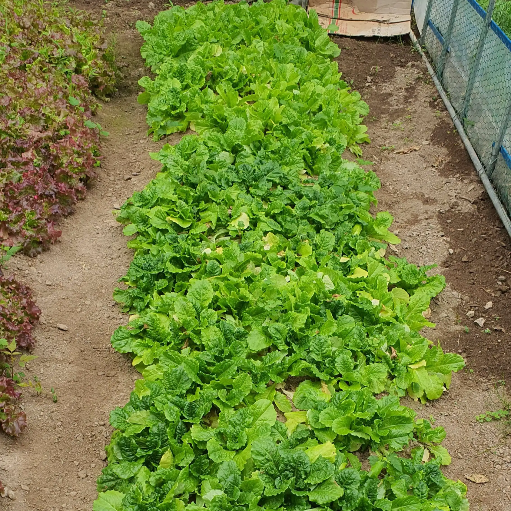 무성하게-다-자란-청상추들