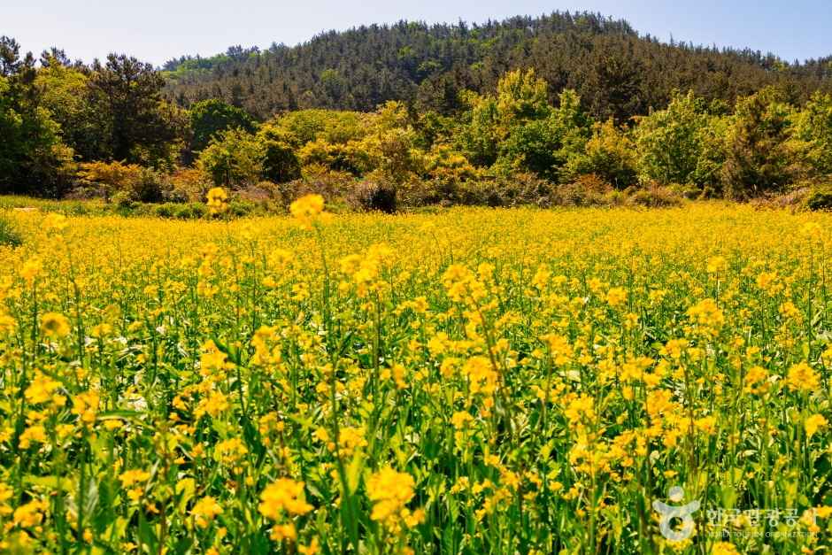 선학동 유채마을