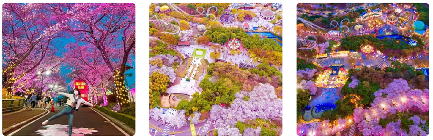 이월드 블라썸 피크닉 기본정보