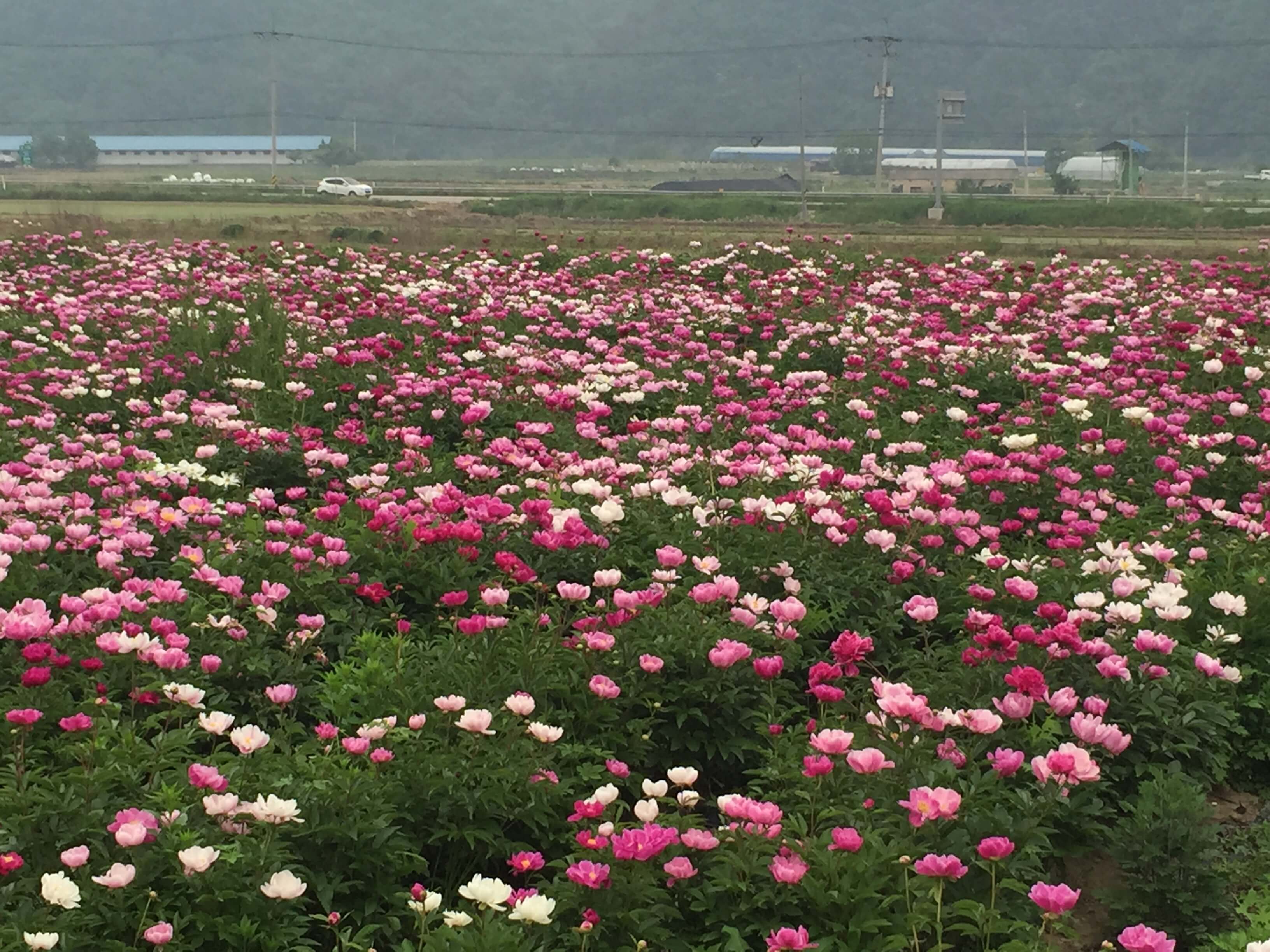 임실 옥정호 작약 꽃밭