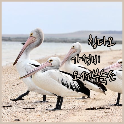 칭다오 가성비 호텔 추천 및 5.4광..