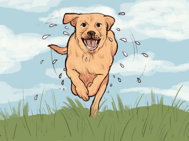 개목욕 후 뛰어다니는 이유, 반려견 행동의미, 생활 팁줌 매일꿀정보