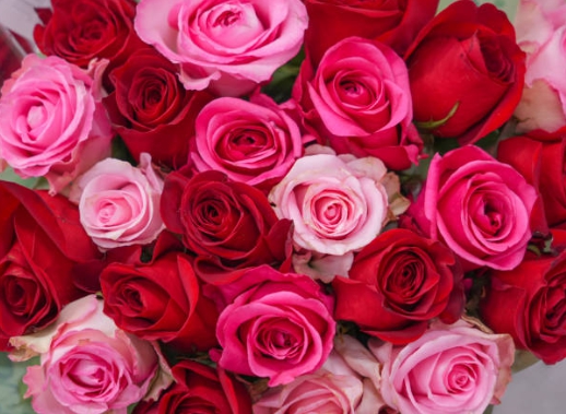 사랑의 상징 꽃 장미 사진