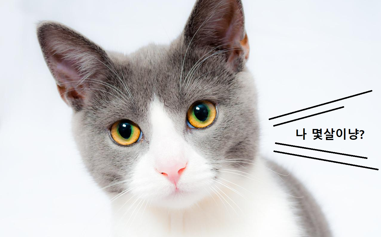 고양이 이미지1