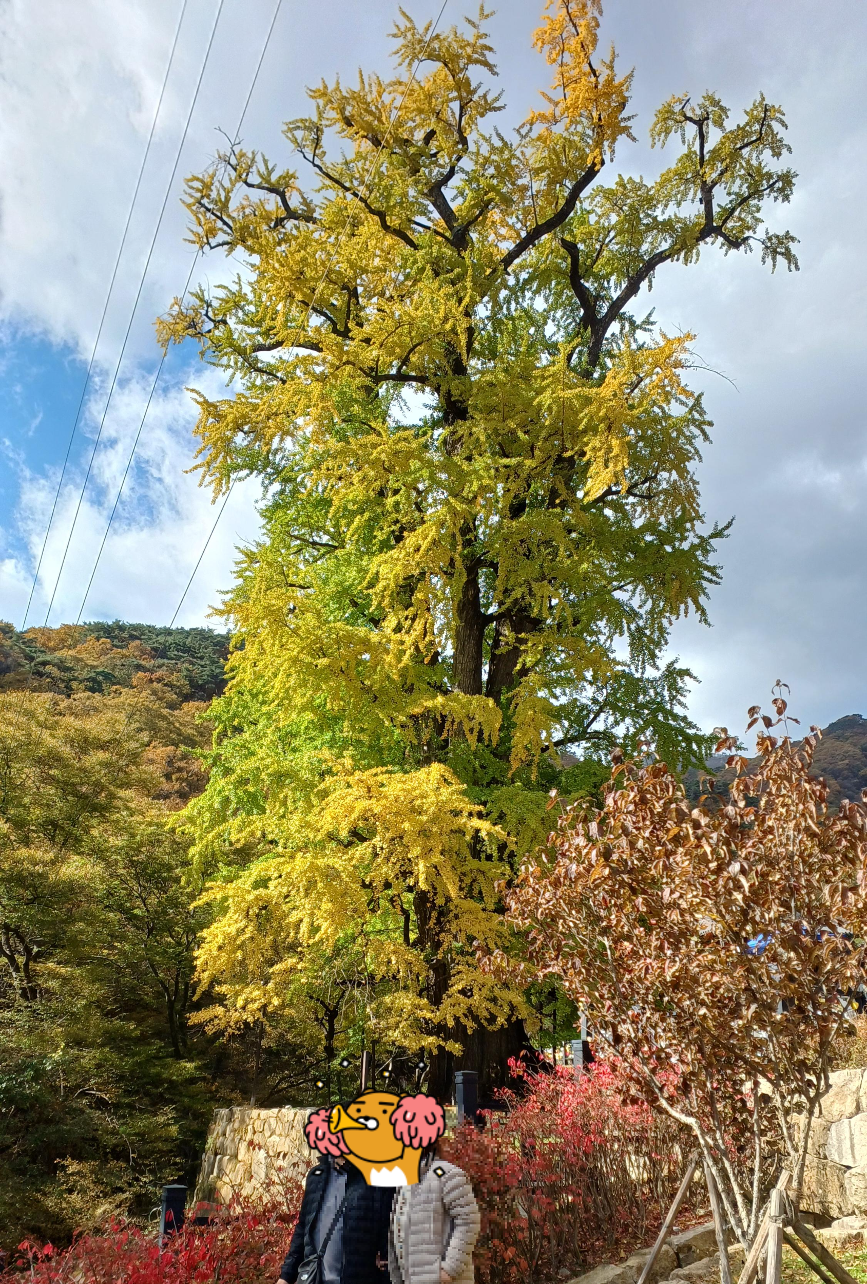 용문산-은행나무-3